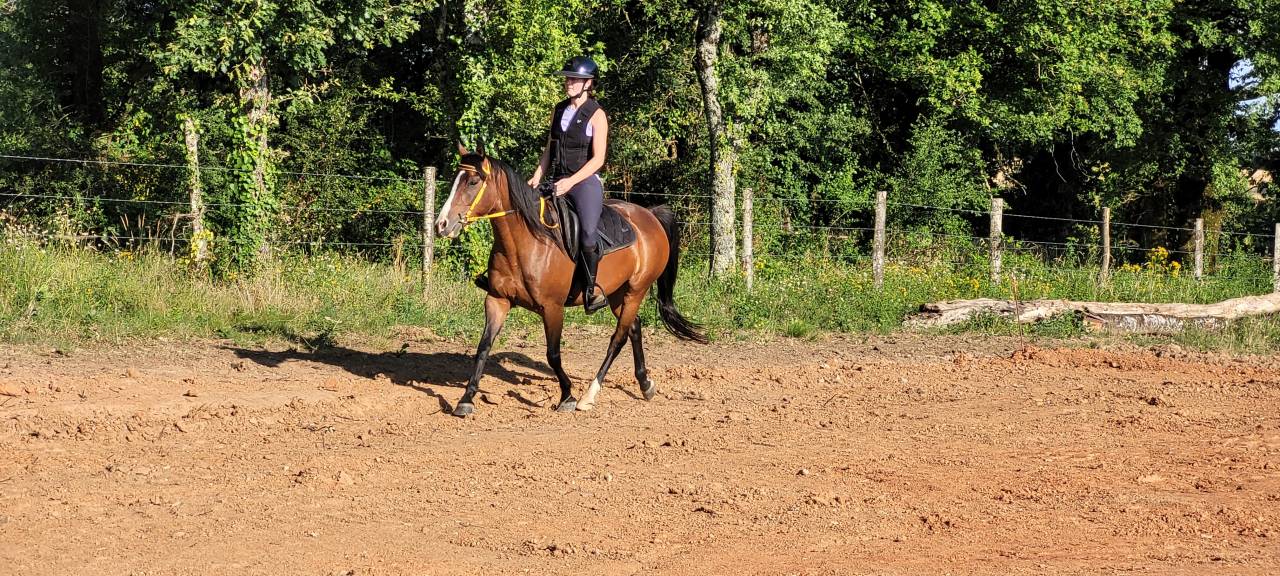 Merrie Bekend ras Te koop 2016 Donker bruin / bai ,  CHEROKEE RUGGED TWIST