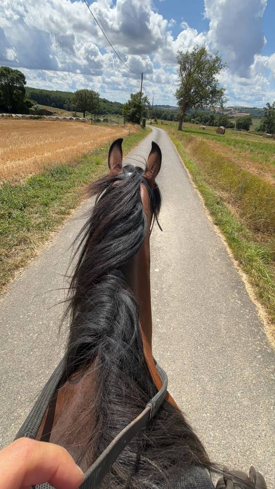 Merrie Bekend ras Te koop 2016 Donker bruin / bai ,  CHEROKEE RUGGED TWIST