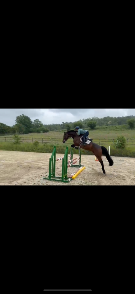 Merrie Luxemburgs rijpaard  Te koop 2019 Donker bruin / bai ,  No Comment de Septon