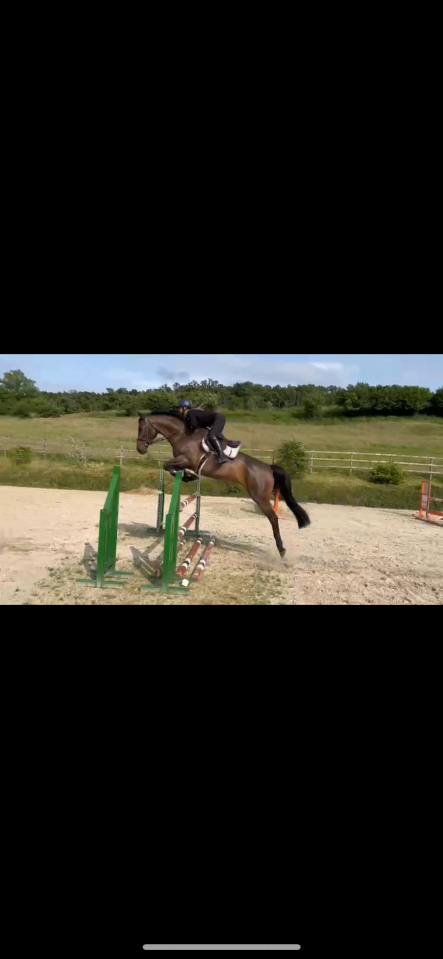 Merrie Luxemburgs rijpaard  Te koop 2019 Donker bruin / bai ,  No Comment de Septon