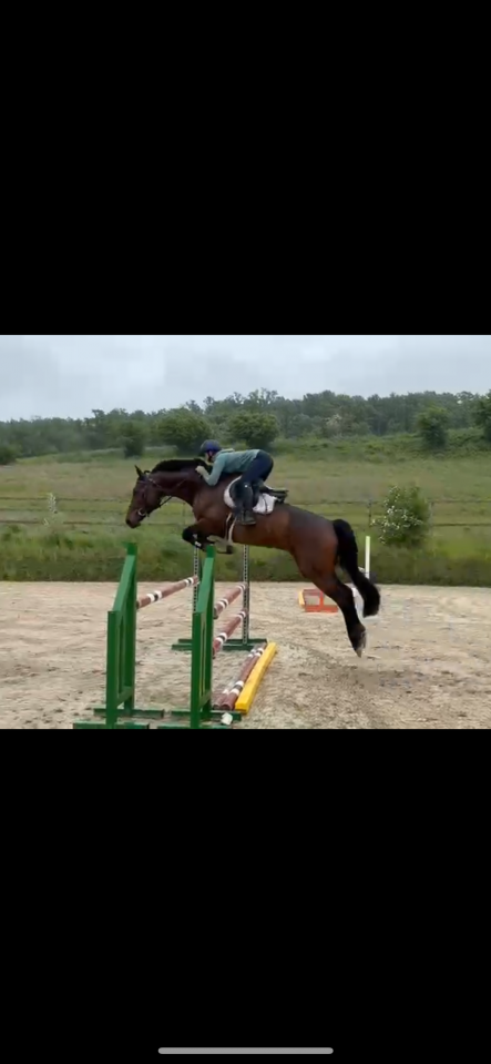 Merrie Luxemburgs rijpaard  Te koop 2019 Donker bruin / bai ,  No Comment de Septon