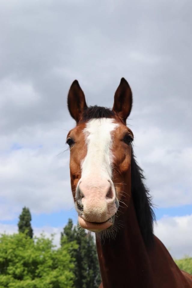 Ruin Belgisch sportpaard Te koop 2020 Donker bruin / bai ,  Hamilton du chapitre (R.O)