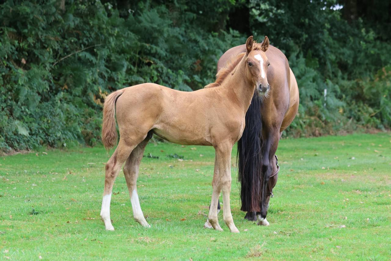 Hengst Selle Français Te koop 2025 Vos ,  Andiamo semilly