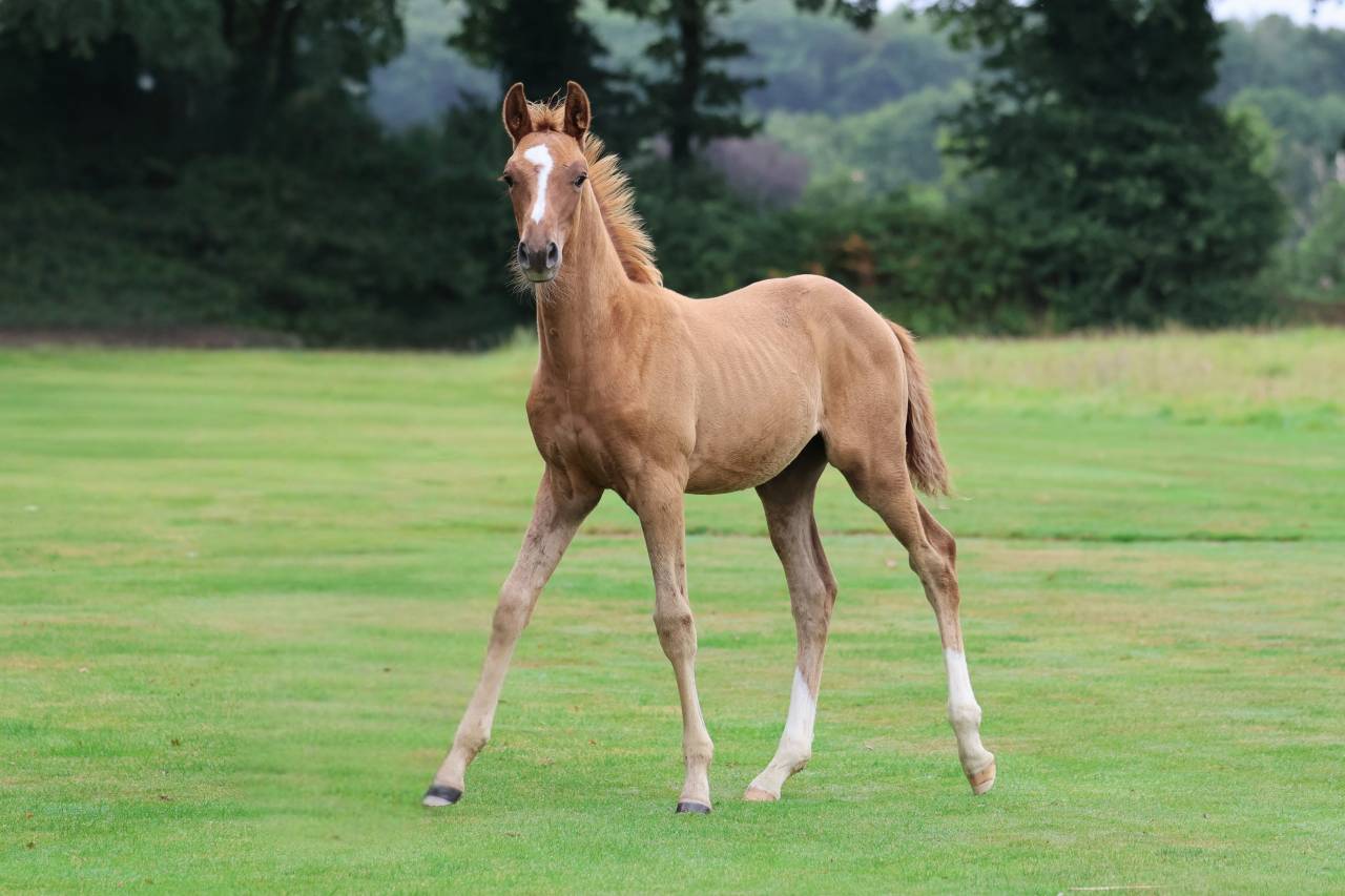 Hengst Selle Français Te koop 2025 Vos ,  Andiamo semilly