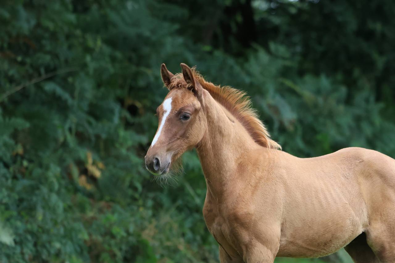 Hengst Selle Français Te koop 2025 Vos ,  Andiamo semilly