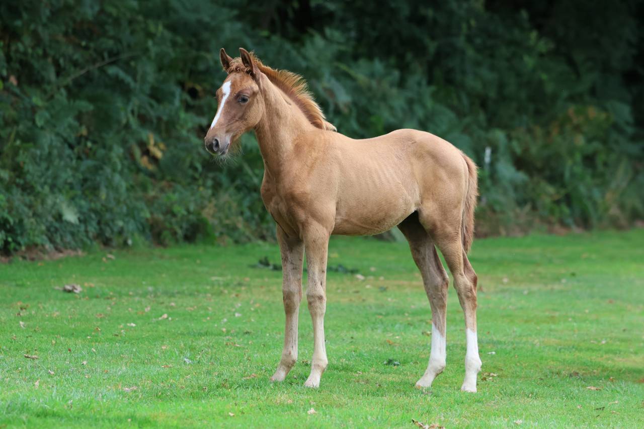 Hengst Selle Français Te koop 2025 Vos ,  Andiamo semilly