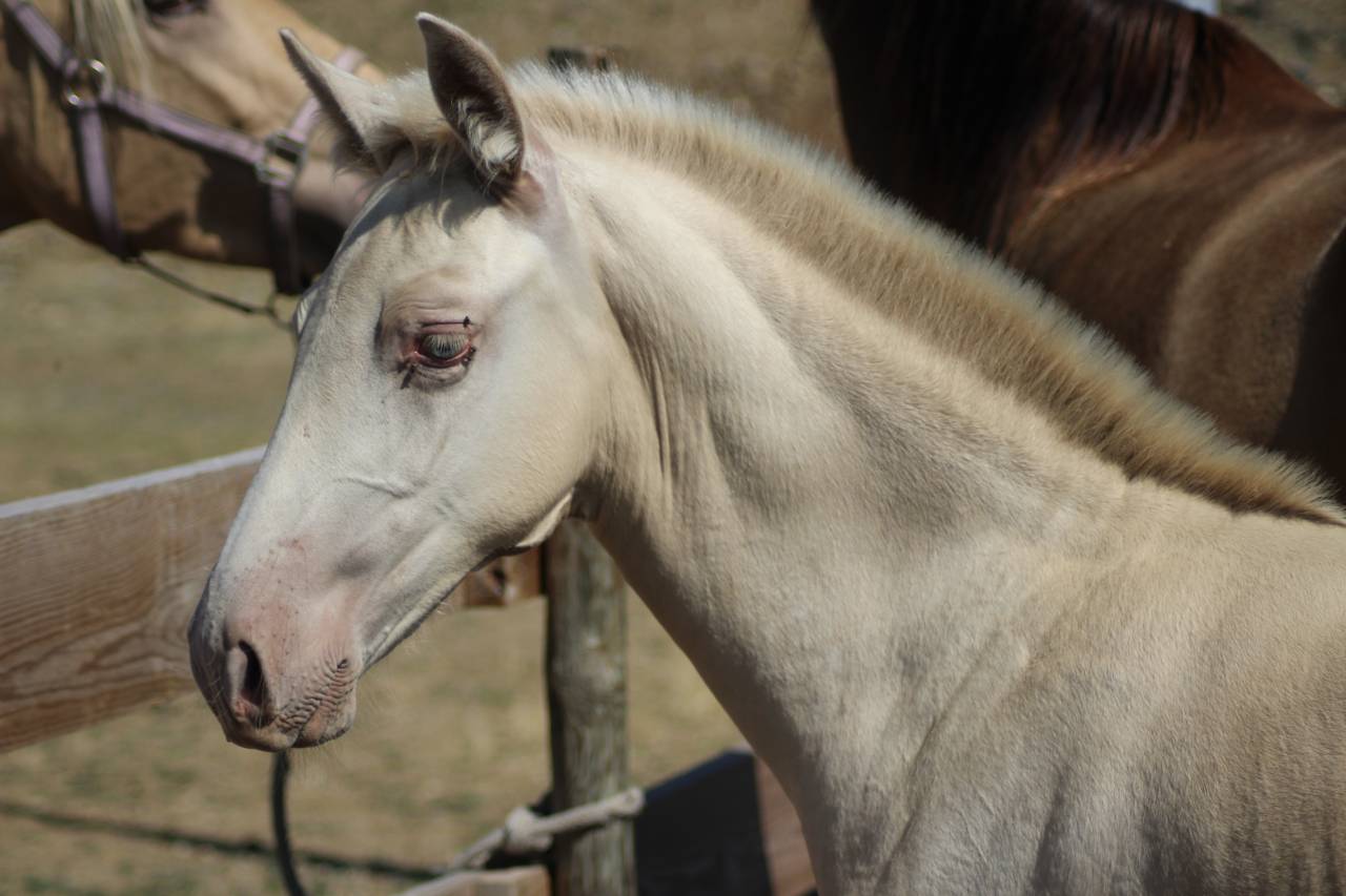 Veulen (ml) PRE Puur Ras Spaans Te koop 2025 Overige kleuren