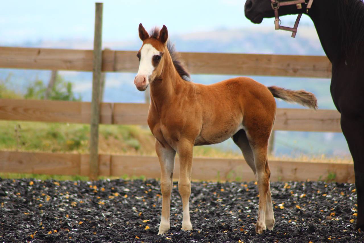 Veulen (ml) Paint Horse Te koop 2025 Donker bruin / bai