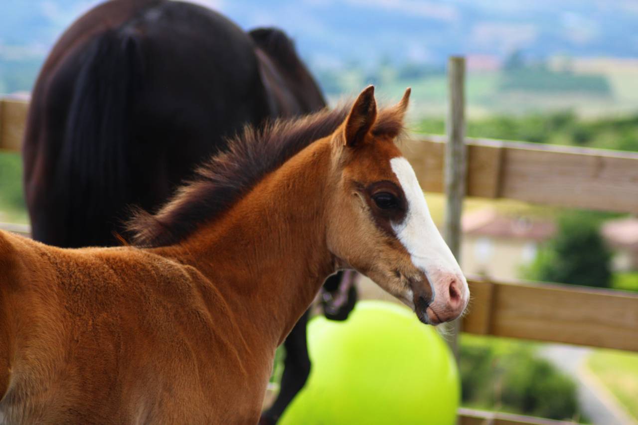 Veulen (ml) Paint Horse Te koop 2025 Donker bruin / bai