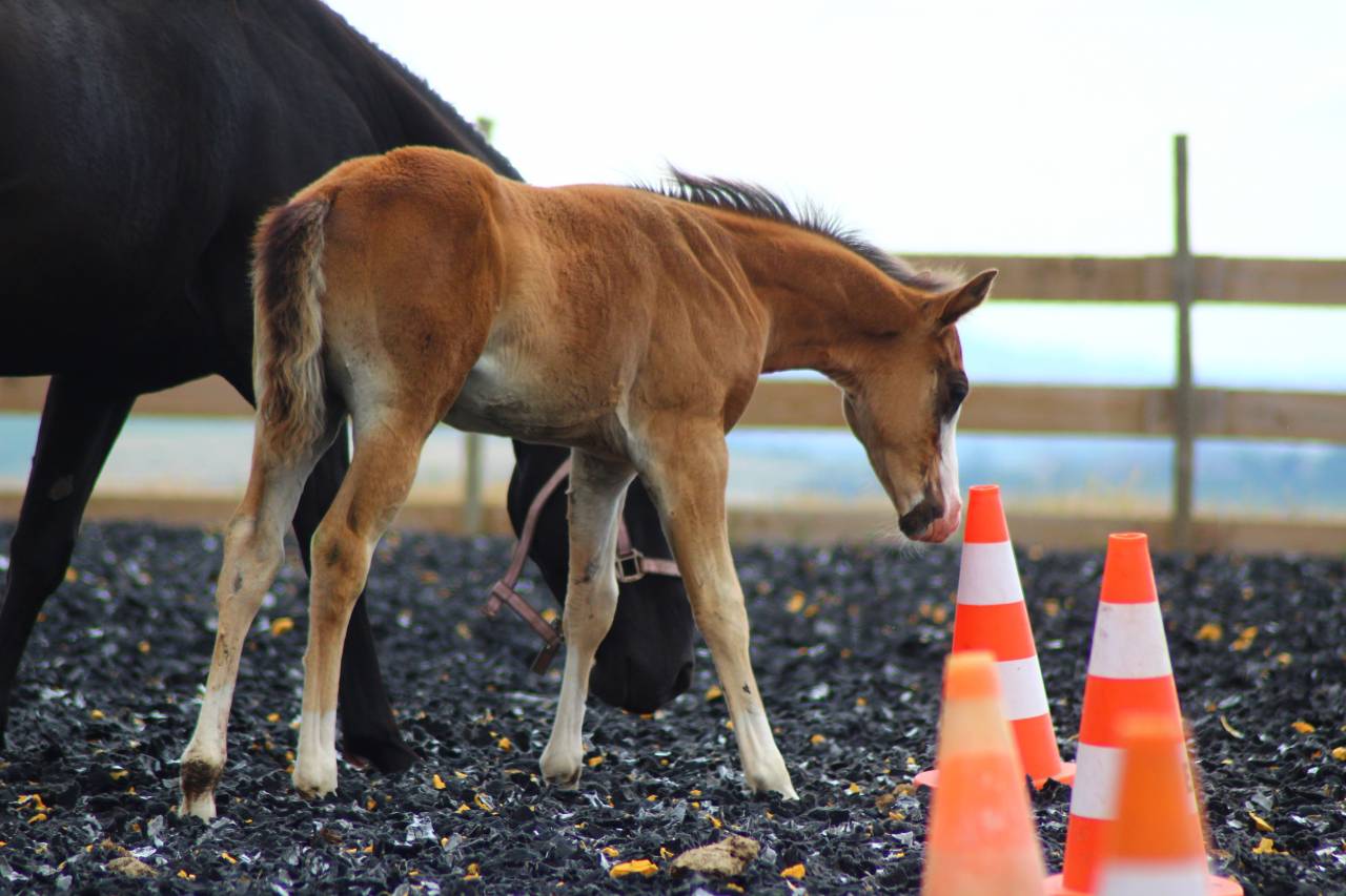 Veulen (ml) Paint Horse Te koop 2025 Donker bruin / bai