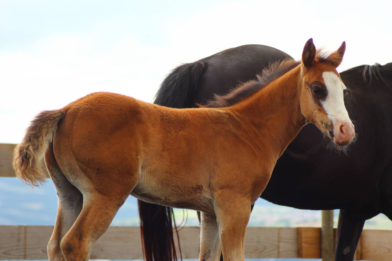 Veulen (ml) Paint Horse Te koop 2025 Donker bruin / bai