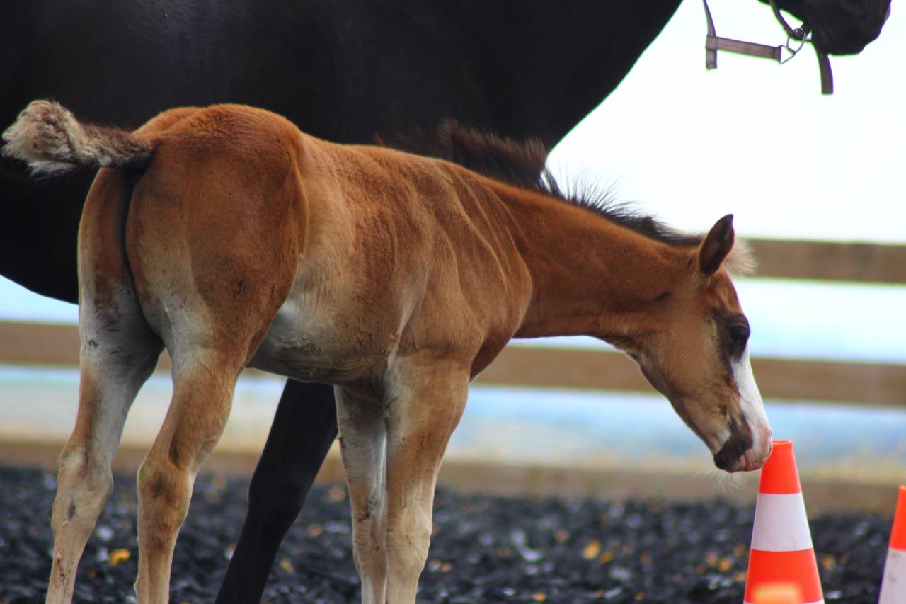 Veulen (ml) Paint Horse Te koop 2025 Donker bruin / bai