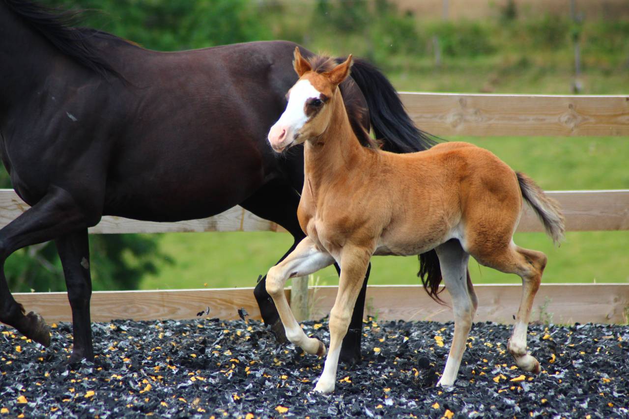 Veulen (ml) Paint Horse Te koop 2025 Donker bruin / bai