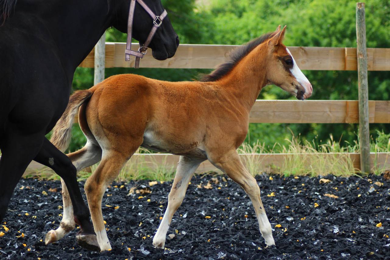 Veulen (ml) Paint Horse Te koop 2025 Donker bruin / bai