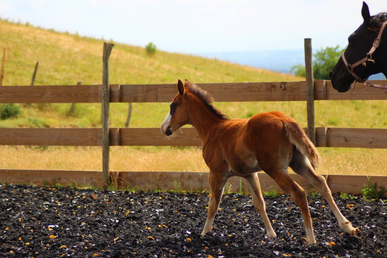 Veulen (ml) Paint Horse Te koop 2025 Donker bruin / bai