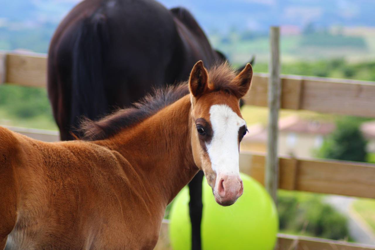 Veulen (ml) Paint Horse Te koop 2025 Donker bruin / bai