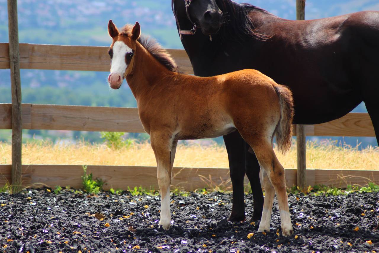 Veulen (ml) Paint Horse Te koop 2025 Donker bruin / bai