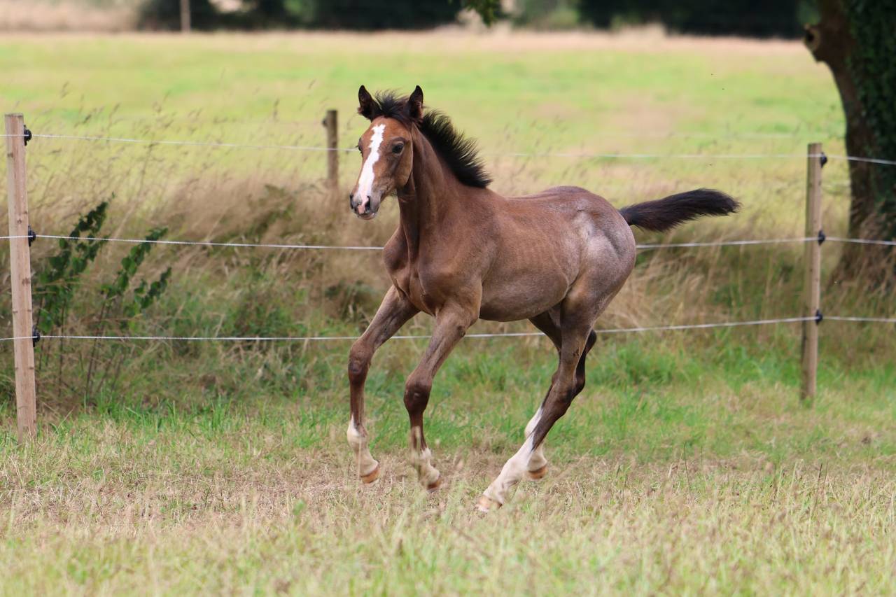 Veulen (vr) Selle Français Te koop 2025 Schimmel ,  EL BARONE 111