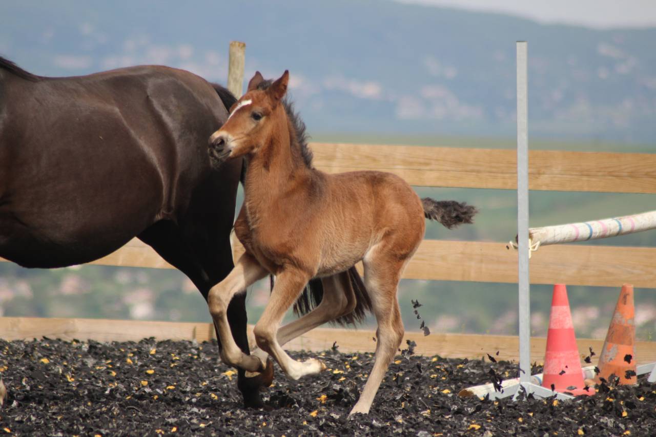 Veulen (ml) PRE Puur Ras Spaans Te koop 2025 Bruin / Bai
