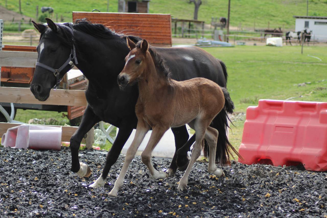 Veulen (ml) PRE Puur Ras Spaans Te koop 2025 Bruin / Bai