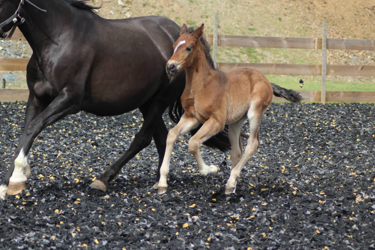Veulen (ml) PRE Puur Ras Spaans Te koop 2025 Bruin / Bai