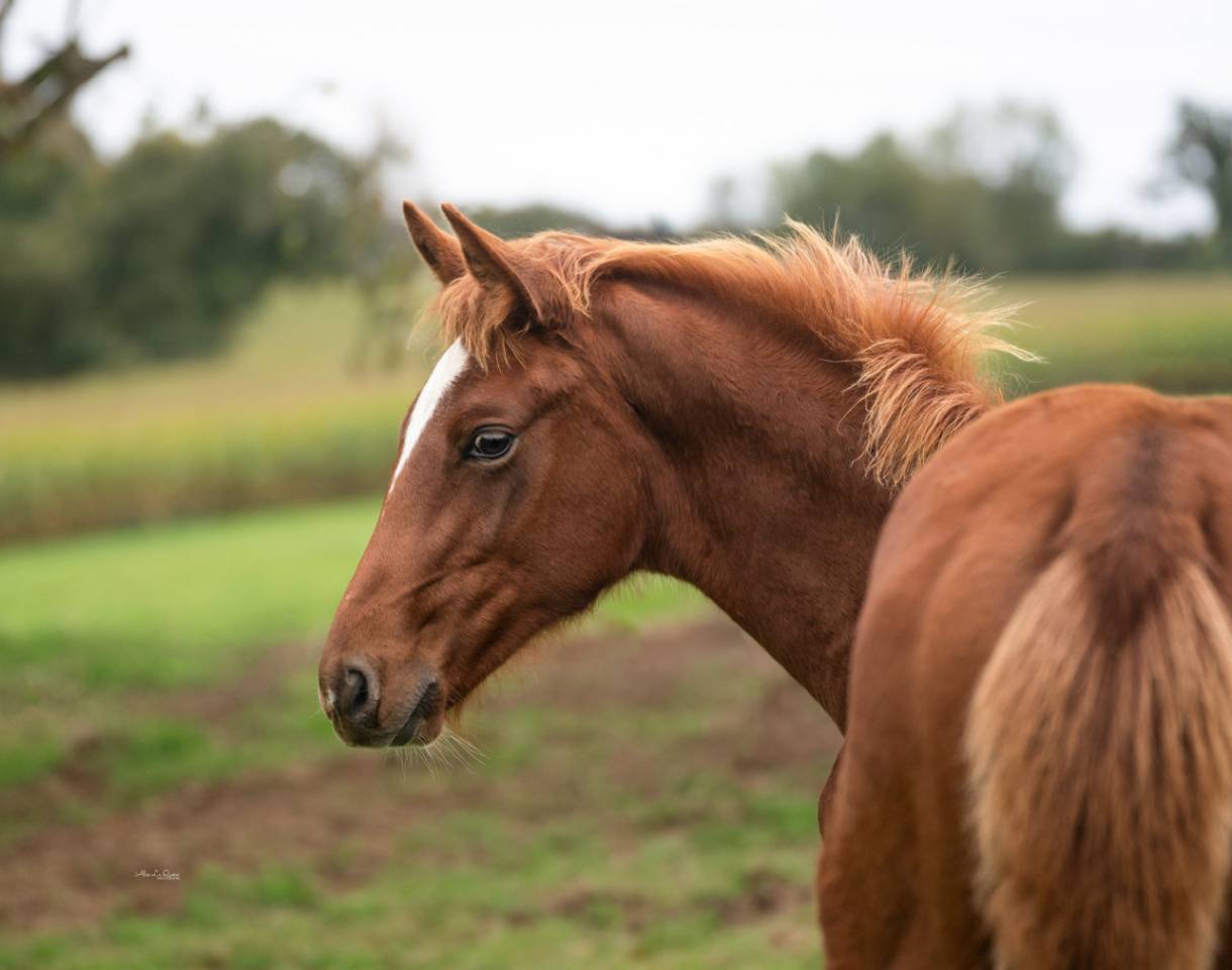 Ruin Selle Français Te koop 2024 Vos ,  El baronne 111