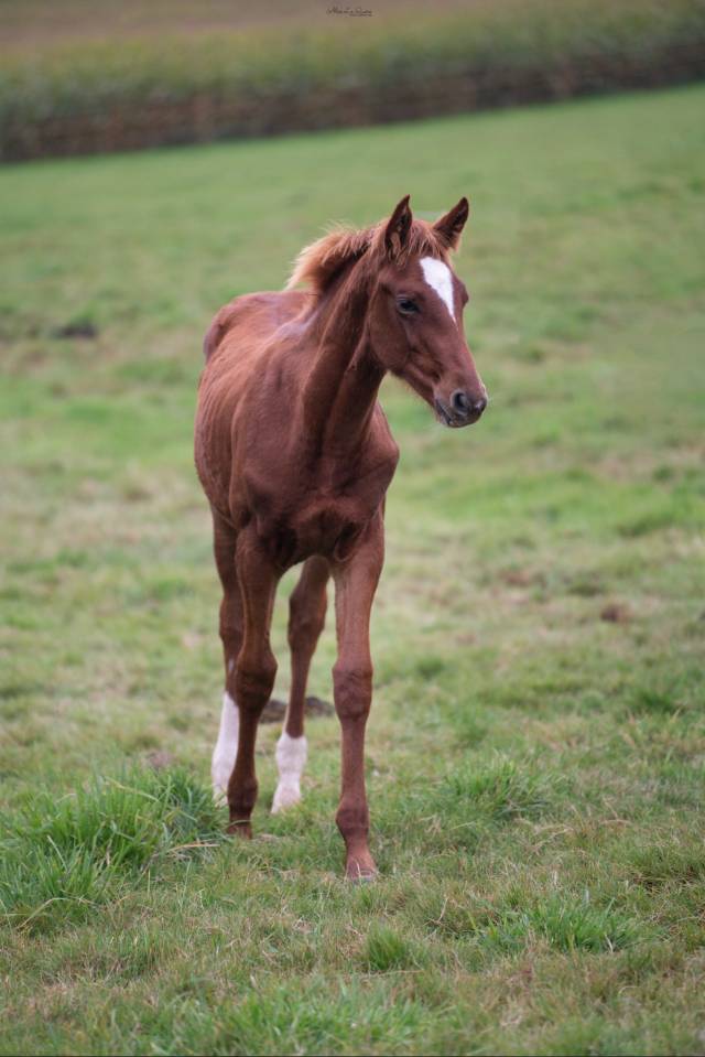 Ruin Selle Français Te koop 2024 Vos ,  El baronne 111