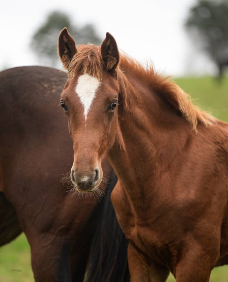 Ruin Selle Français Te koop 2024 Vos ,  El baronne 111
