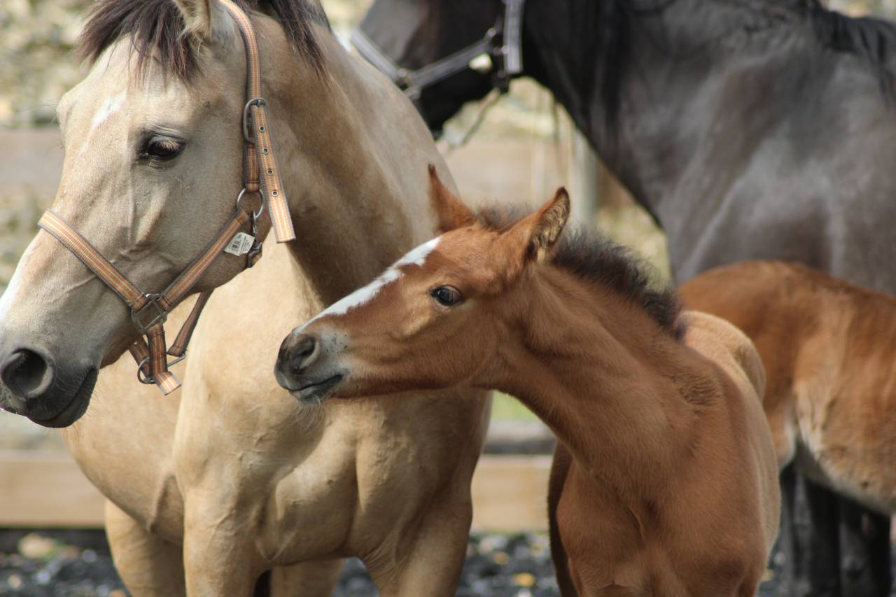 Veulen (ml) PRE Puur Ras Spaans Te koop 2025 Donker bruin / bai
