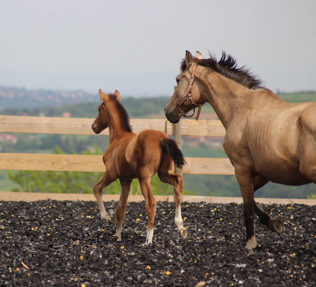 Veulen (ml) PRE Puur Ras Spaans Te koop 2025 Donker bruin / bai