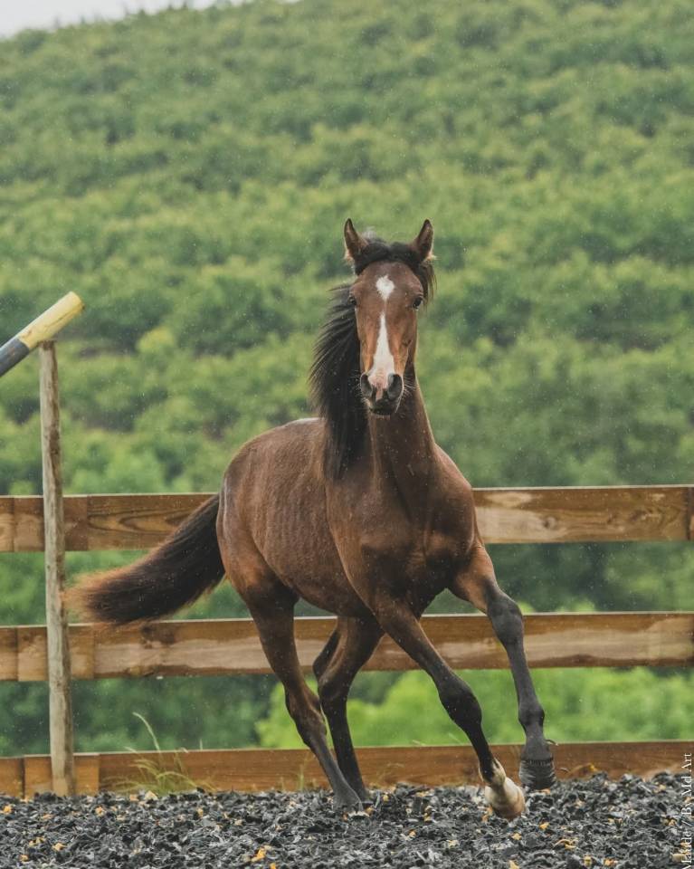 Veulen (vr) PRE Puur Ras Spaans Te koop 2025 Donker bruin / bai