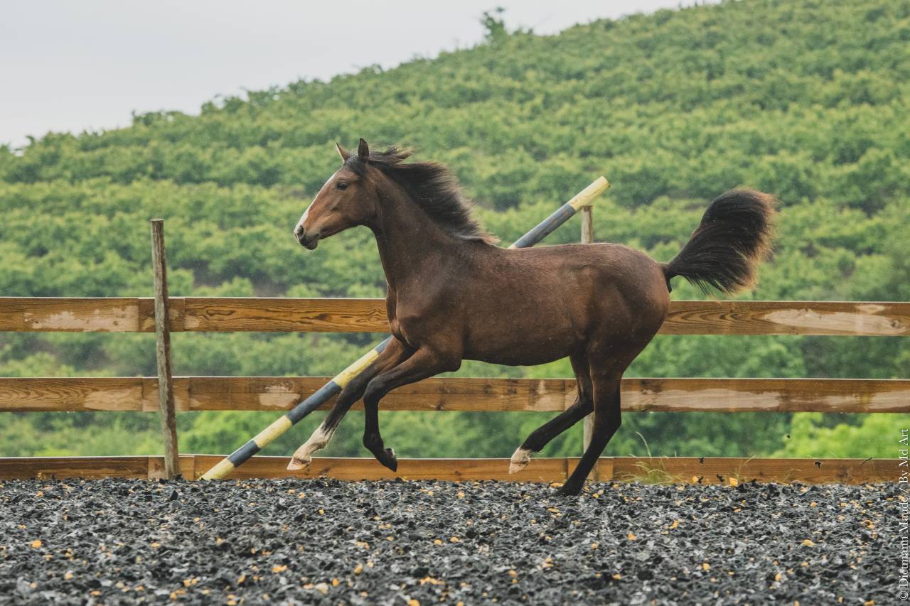 Veulen (vr) PRE Puur Ras Spaans Te koop 2025 Donker bruin / bai