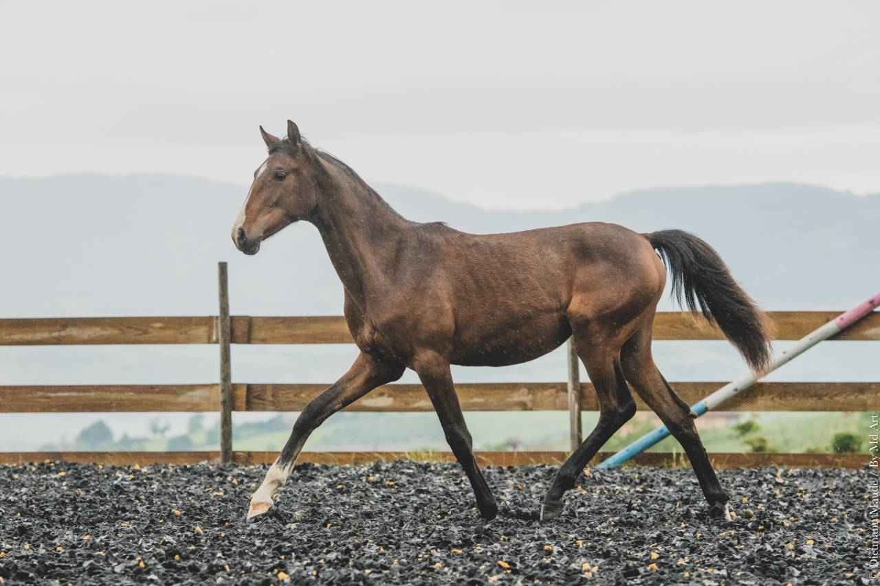 Veulen (vr) PRE Puur Ras Spaans Te koop 2025 Donker bruin / bai