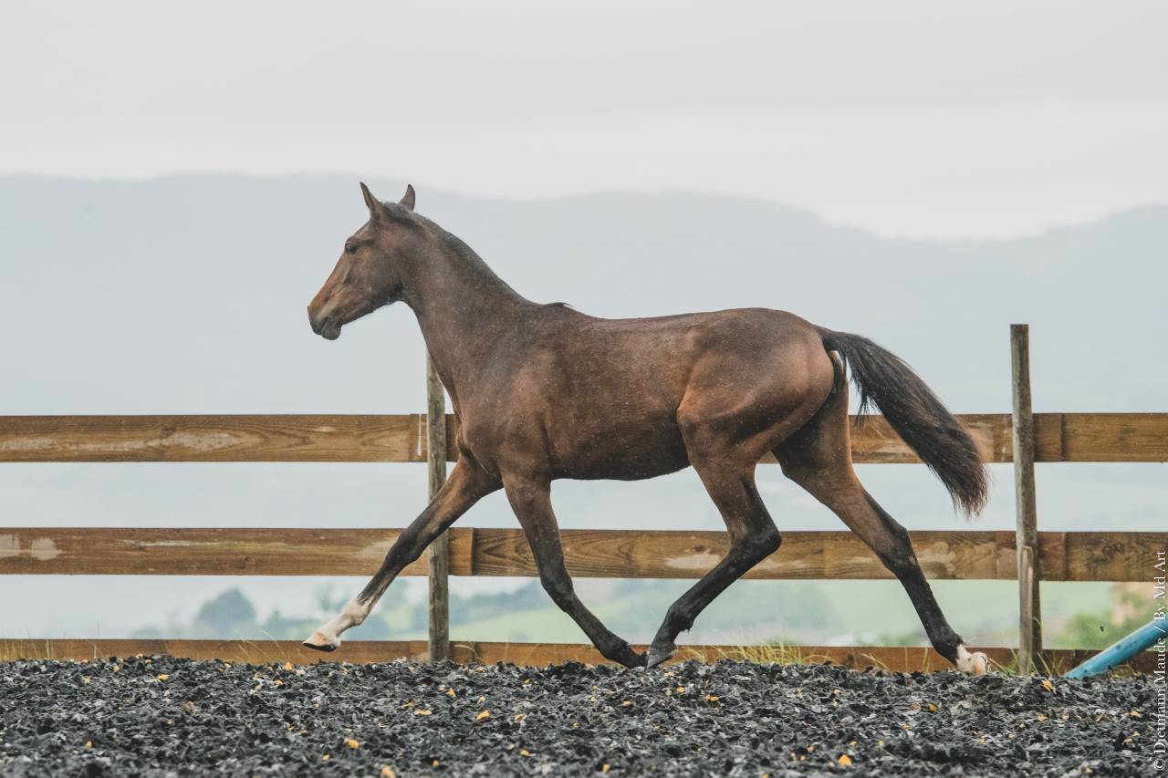 Veulen (vr) PRE Puur Ras Spaans Te koop 2025 Donker bruin / bai