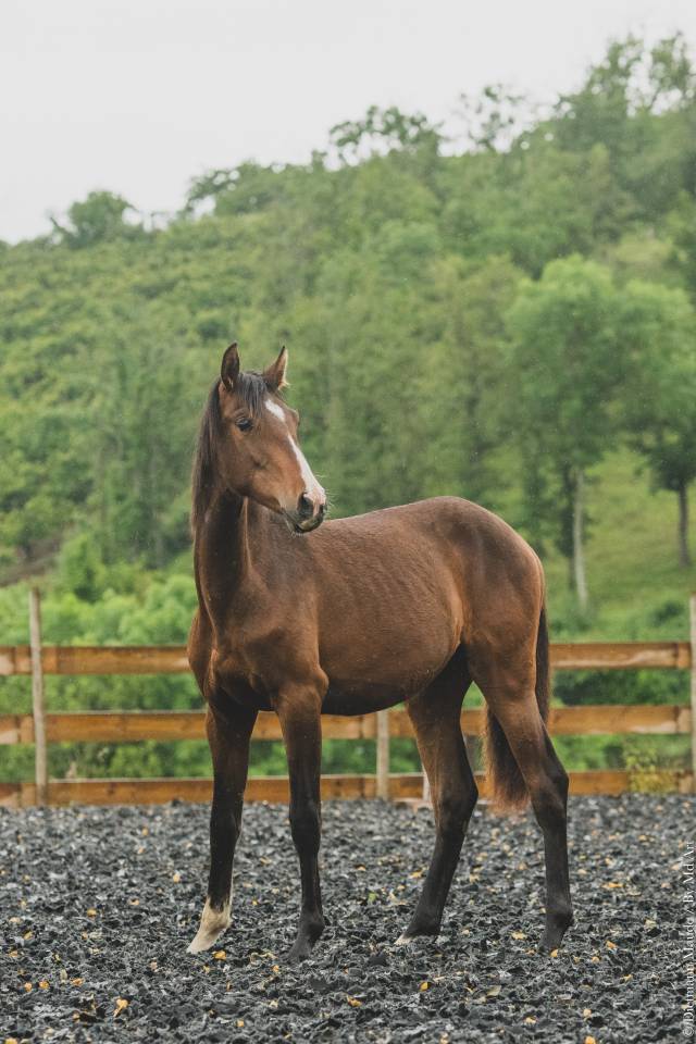 Veulen (vr) PRE Puur Ras Spaans Te koop 2025 Donker bruin / bai
