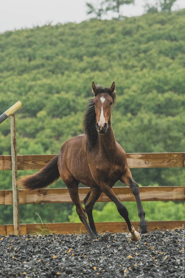 Veulen (vr) PRE Puur Ras Spaans Te koop 2025 Donker bruin / bai