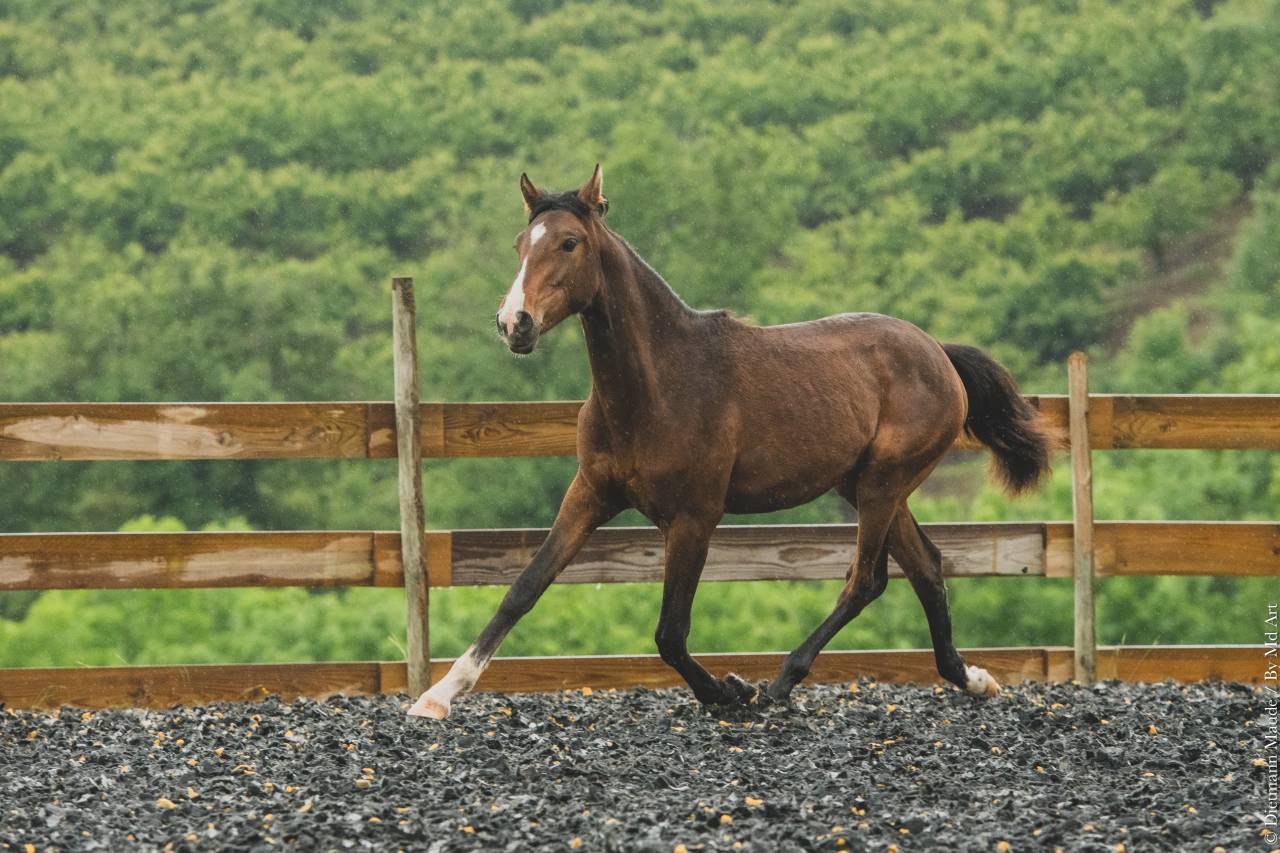 Veulen (vr) PRE Puur Ras Spaans Te koop 2025 Donker bruin / bai