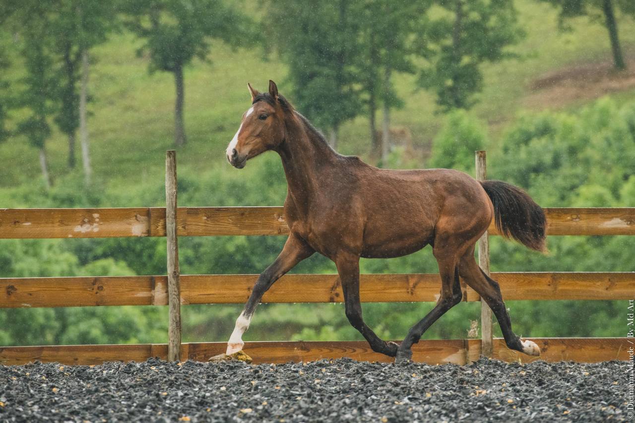 Veulen (vr) PRE Puur Ras Spaans Te koop 2025 Donker bruin / bai
