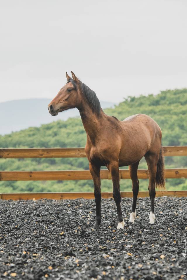 Veulen (vr) PRE Puur Ras Spaans Te koop 2024 Donker bruin / bai