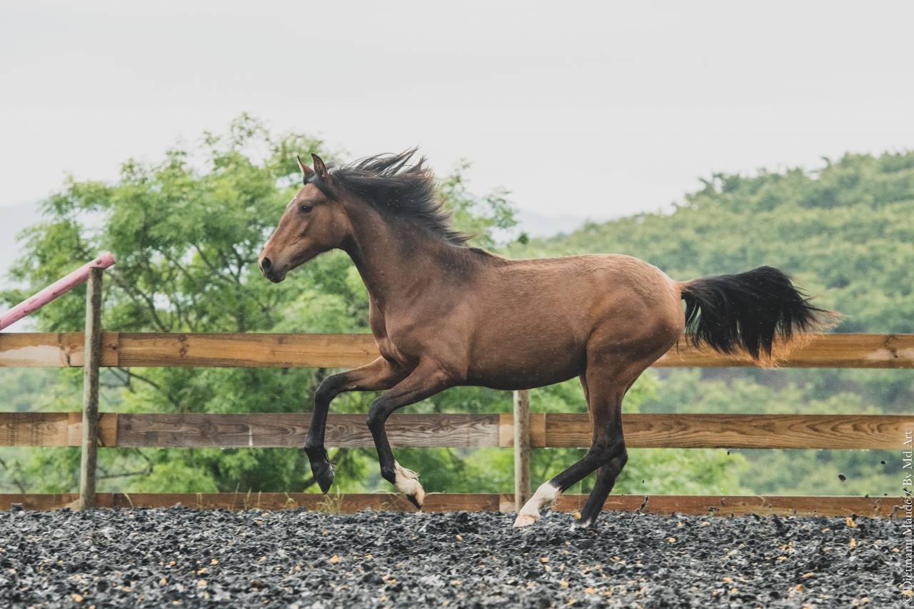 Veulen (vr) PRE Puur Ras Spaans Te koop 2024 Donker bruin / bai