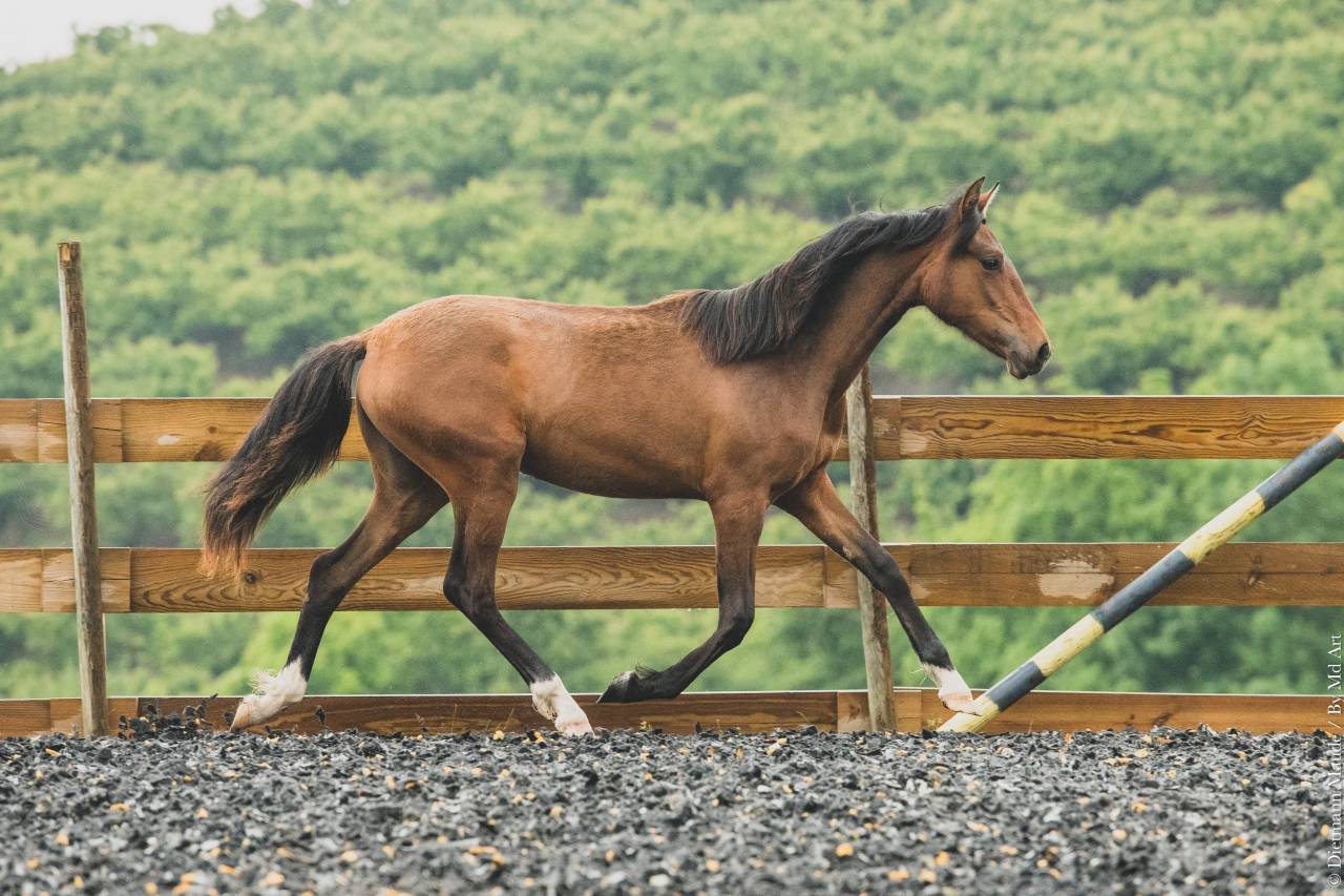 Veulen (vr) PRE Puur Ras Spaans Te koop 2024 Donker bruin / bai