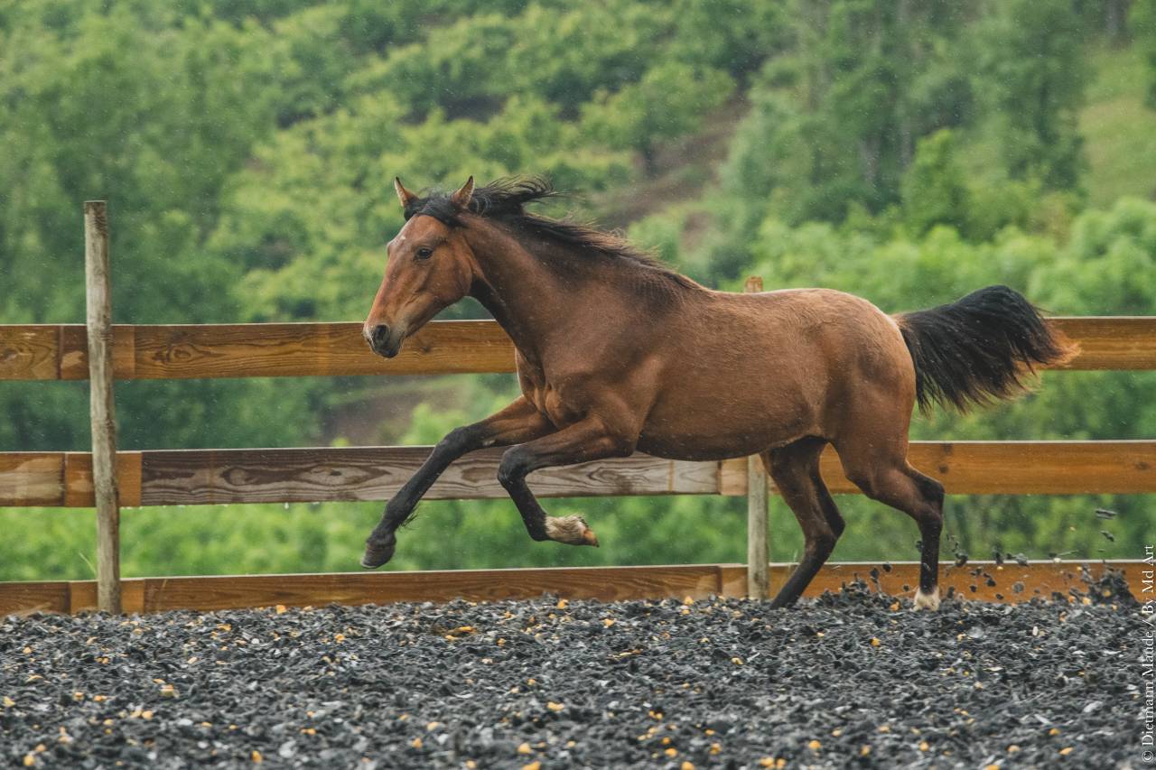 Veulen (vr) PRE Puur Ras Spaans Te koop 2024 Donker bruin / bai