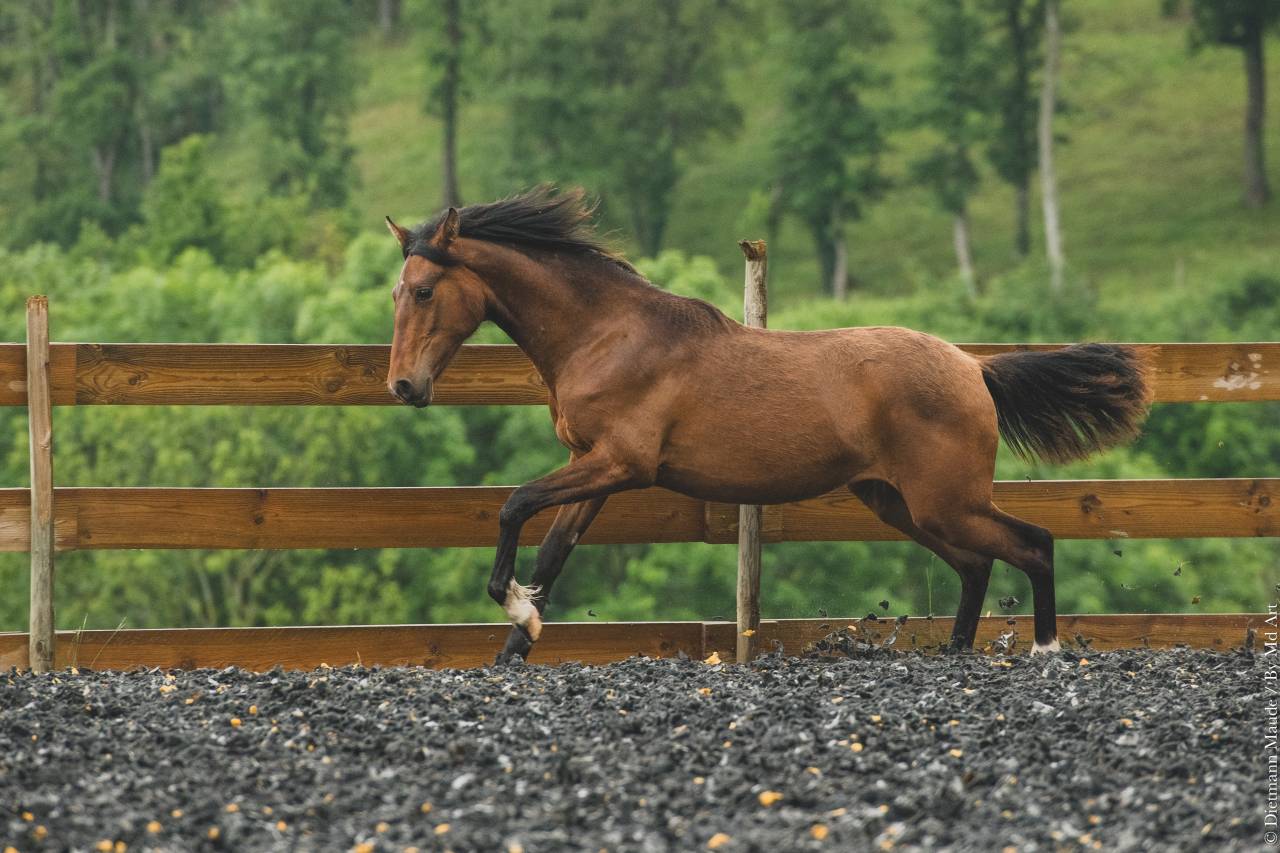 Veulen (vr) PRE Puur Ras Spaans Te koop 2024 Donker bruin / bai