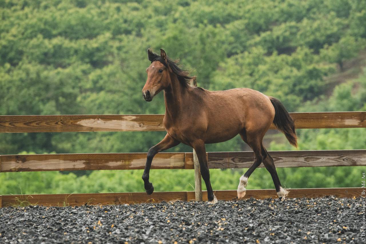 Veulen (vr) PRE Puur Ras Spaans Te koop 2024 Donker bruin / bai
