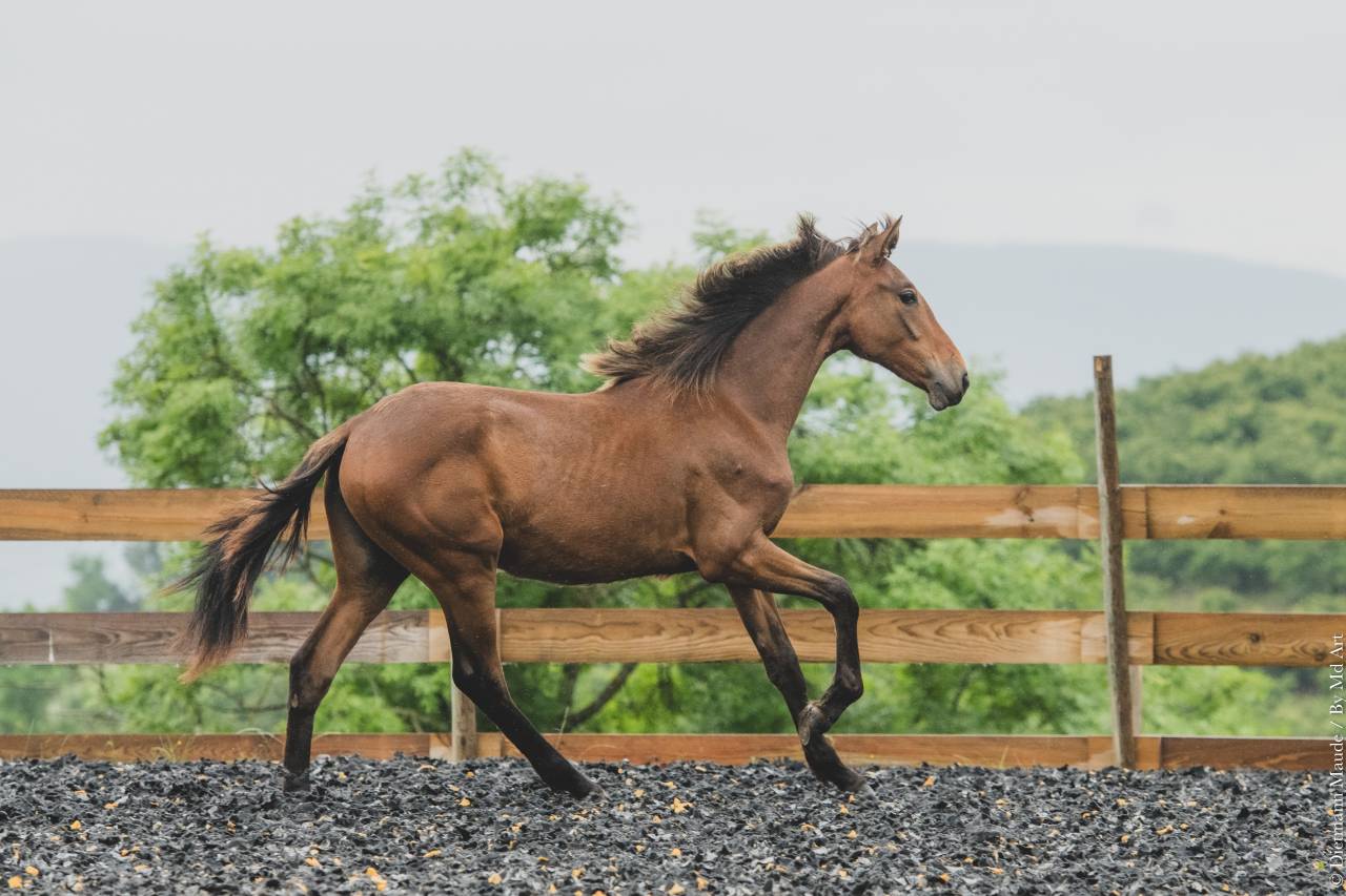 Veulen (vr) PRE Puur Ras Spaans Te koop 2024 Overige kleuren