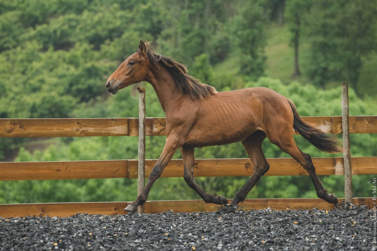 Veulen (vr) PRE Puur Ras Spaans Te koop 2024 Overige kleuren