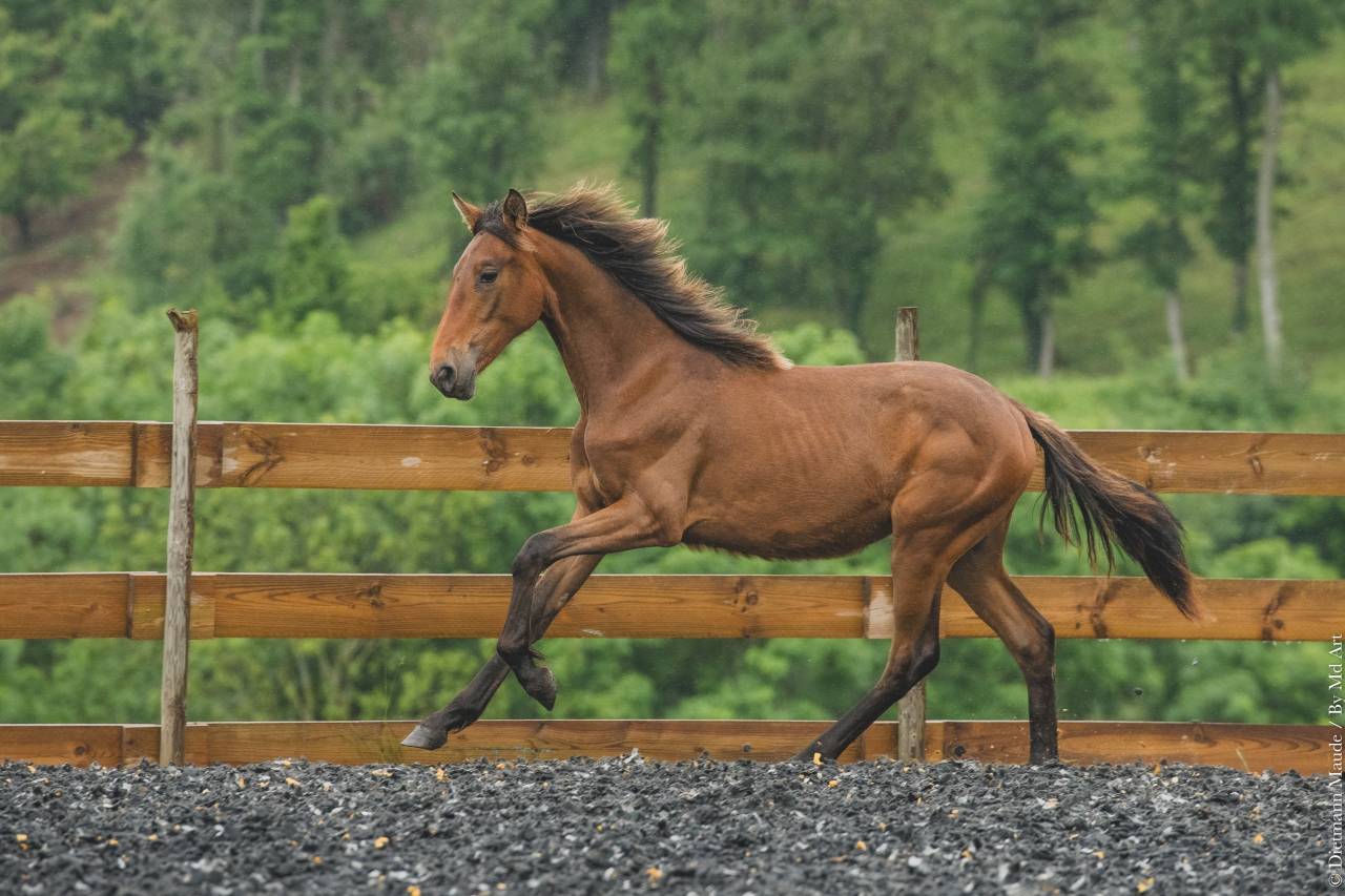 Veulen (vr) PRE Puur Ras Spaans Te koop 2024 Overige kleuren