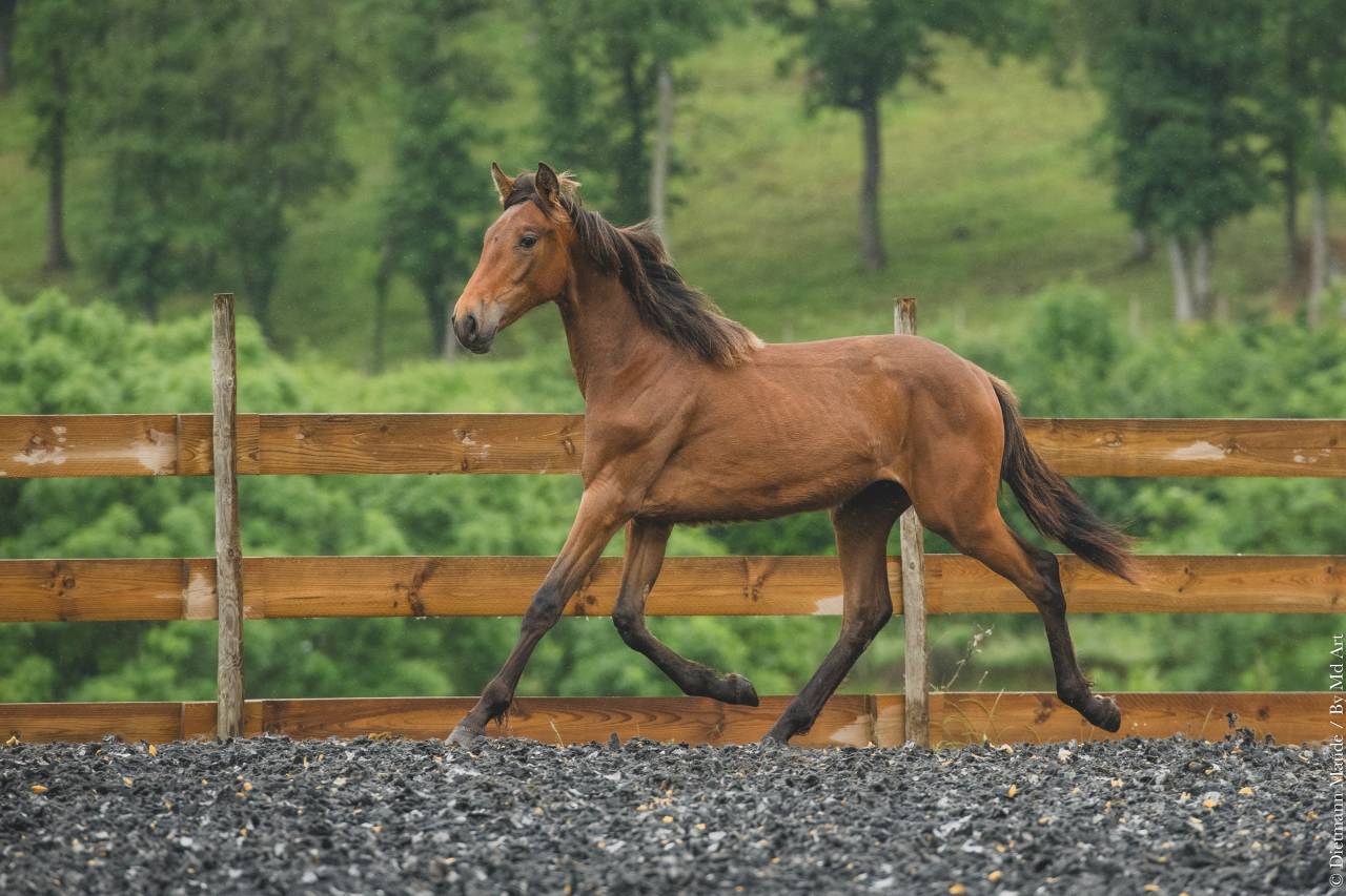 Veulen (vr) PRE Puur Ras Spaans Te koop 2024 Overige kleuren