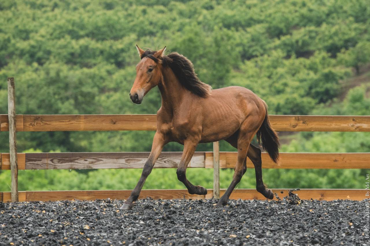 Veulen (vr) PRE Puur Ras Spaans Te koop 2024 Overige kleuren