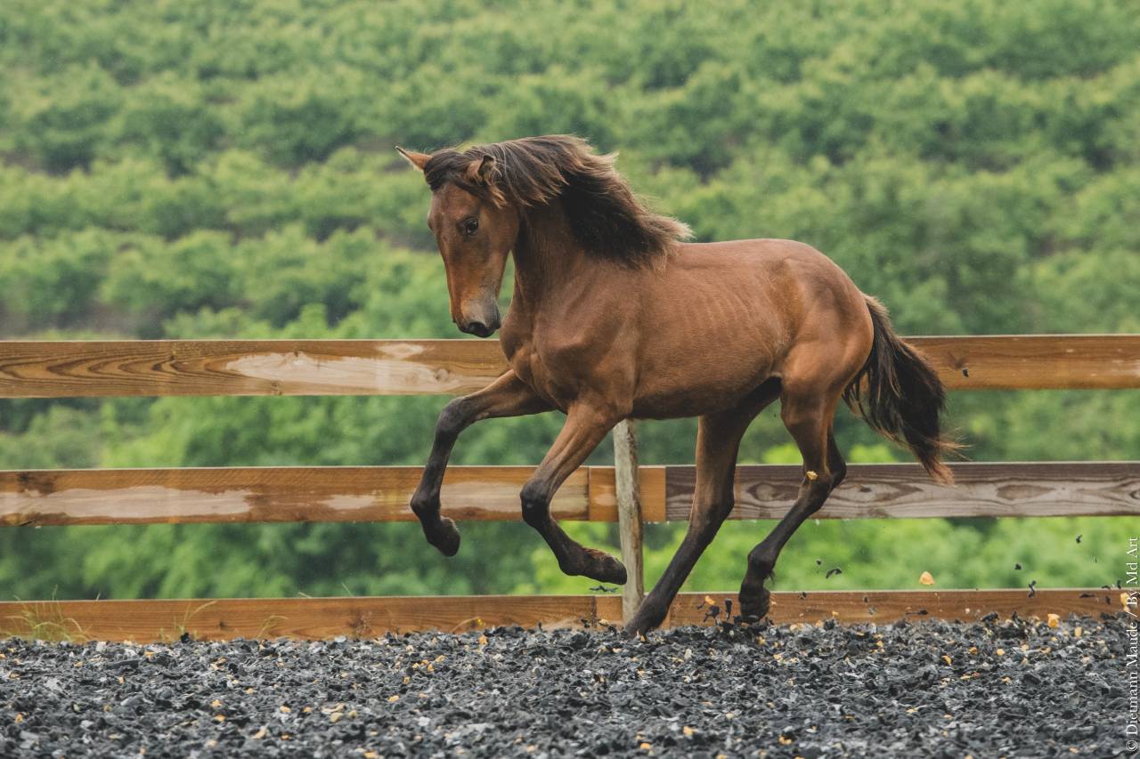 Veulen (vr) PRE Puur Ras Spaans Te koop 2024 Overige kleuren